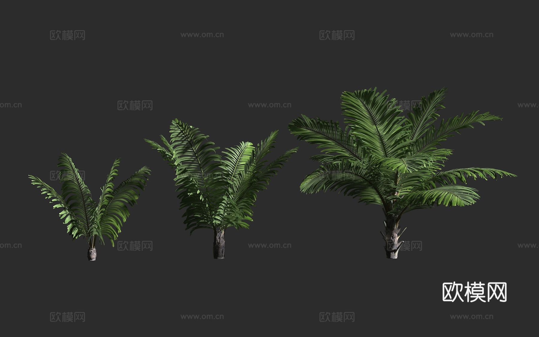 台湾桄榔 山棕 矮桄榔 棕榈科 桄榔属 丛生常绿棕榈3d模型