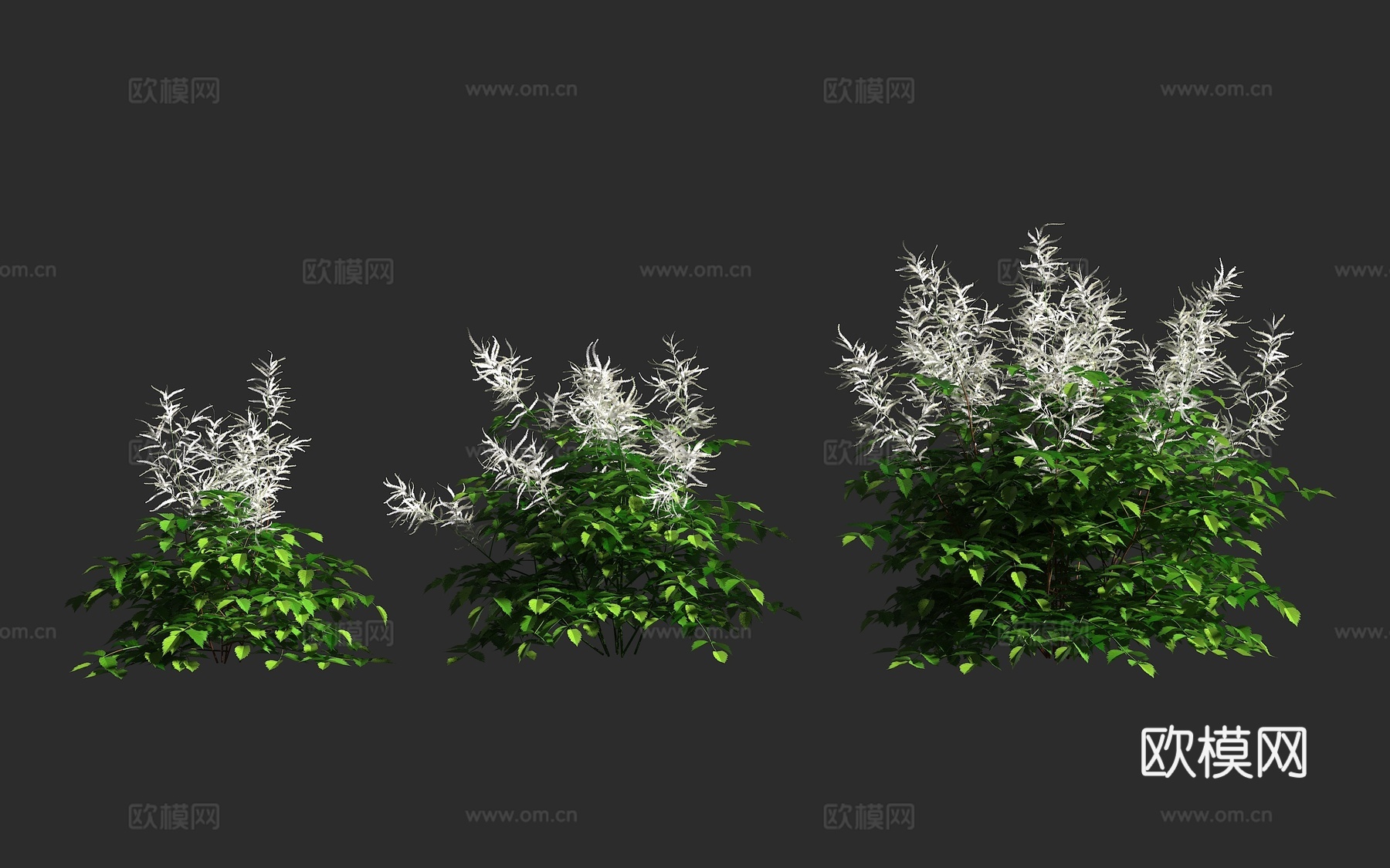 假升麻 山羊胡 蔷薇科 假升麻属 宿根草本 雌雄异株 雨水花3d模型