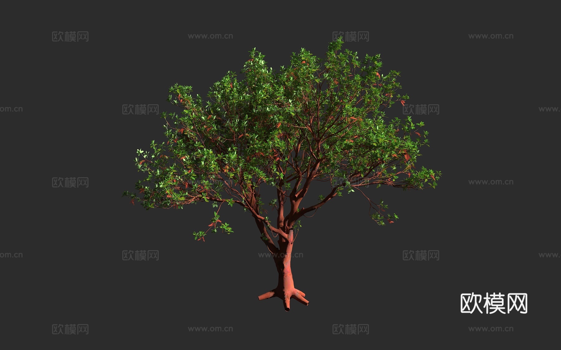 曼氏草莓树 太平洋草莓树 加州杨梅树 杜鹃花科 草莓树属 常3d模型下载