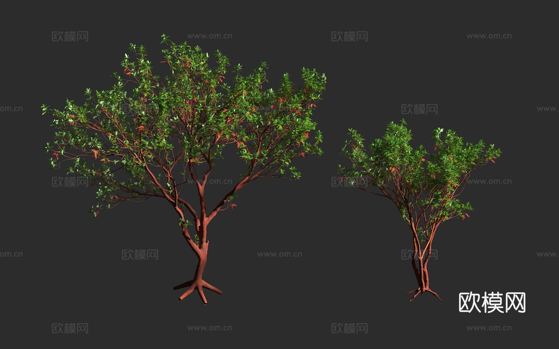 曼氏草莓树 太平洋草莓树 加州杨梅树 杜鹃花科 草莓树属 常3d模型下载