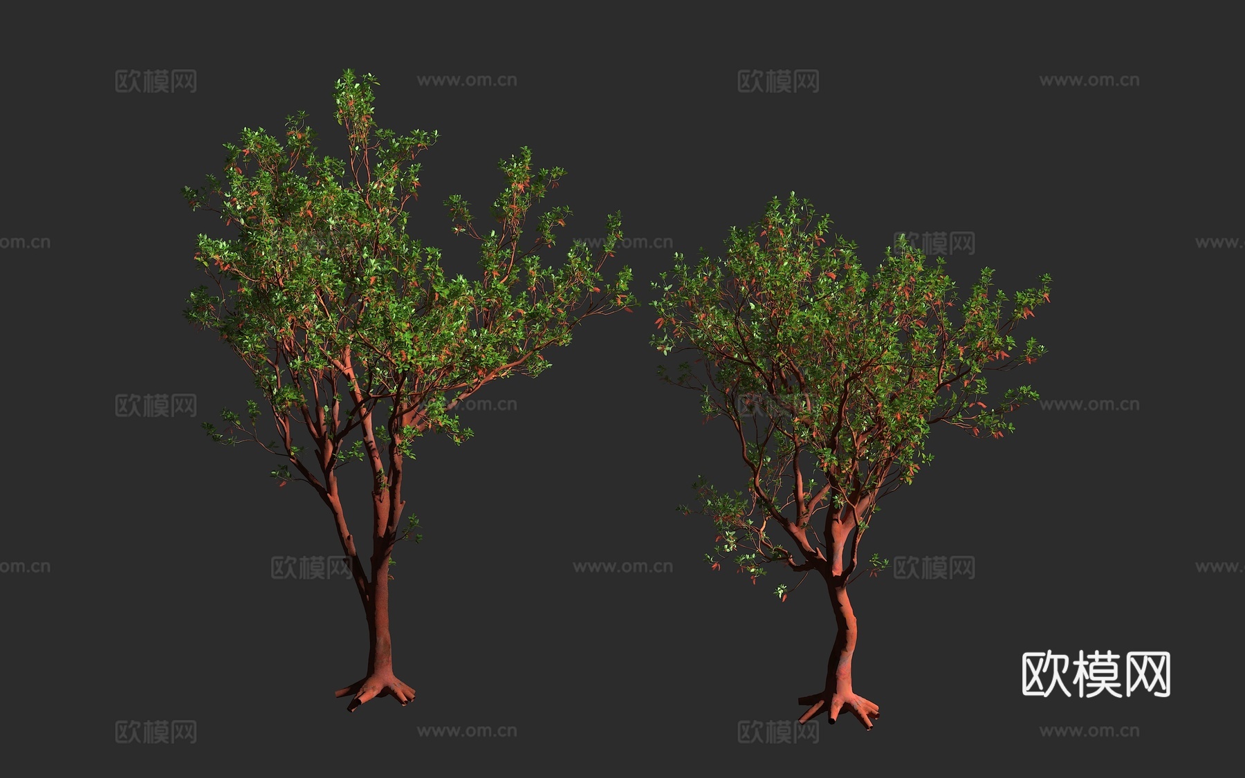 曼氏草莓树 太平洋草莓树 加州杨梅树 杜鹃花科 草莓树属 常3d模型下载