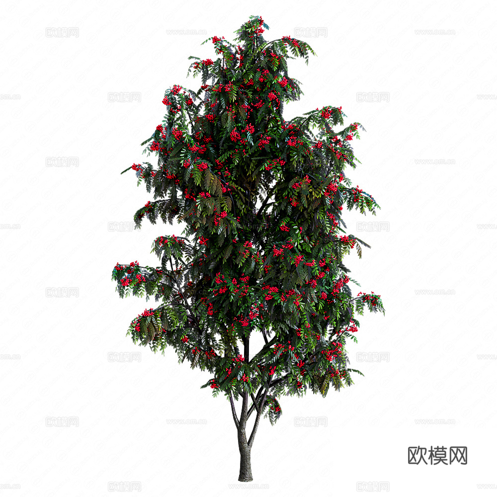浆果树3d模型