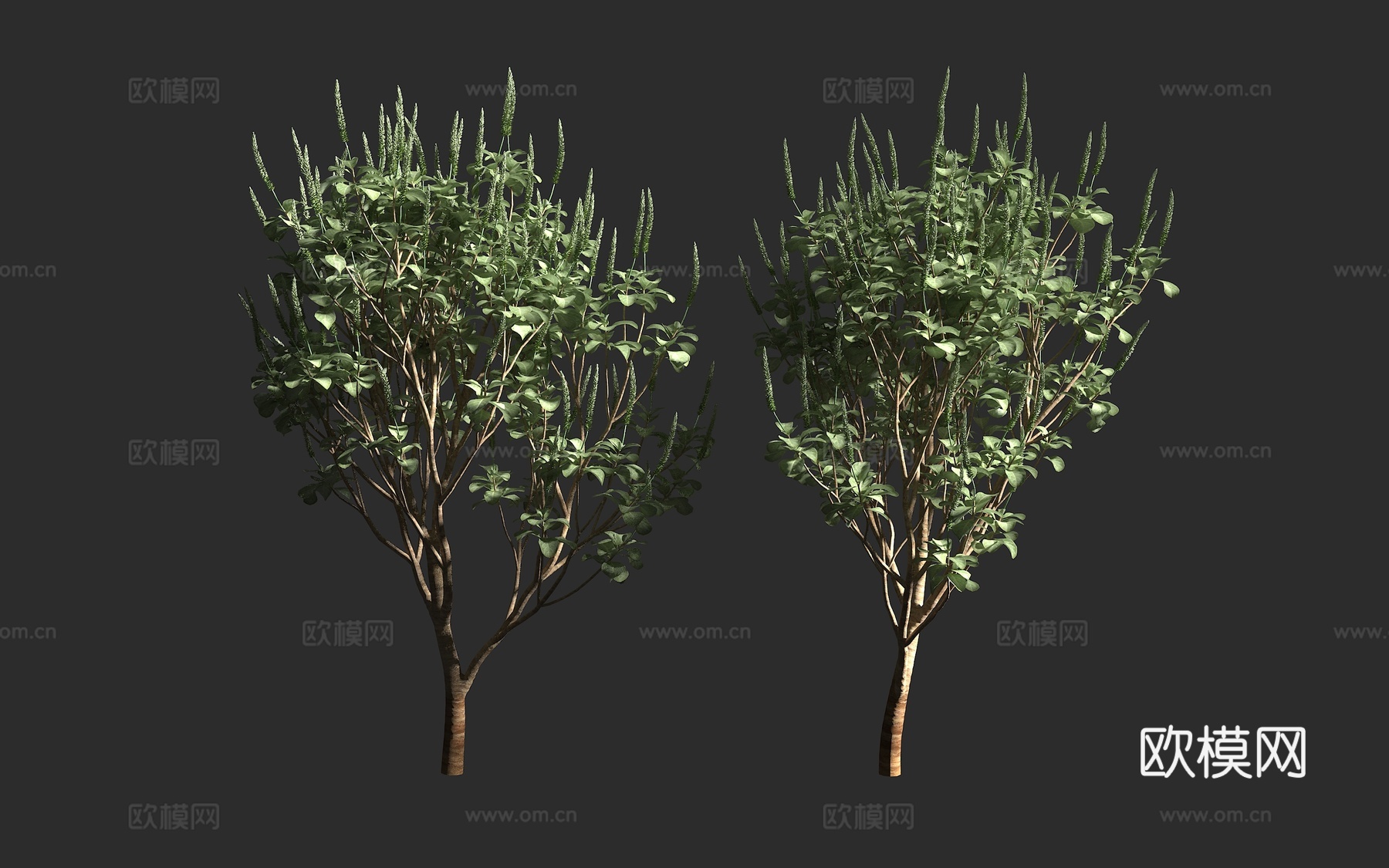 银叶牛膝 华丽牛膝 夏威夷银牛膝 苋科 牛膝属 夏威夷 夏威3d模型下载