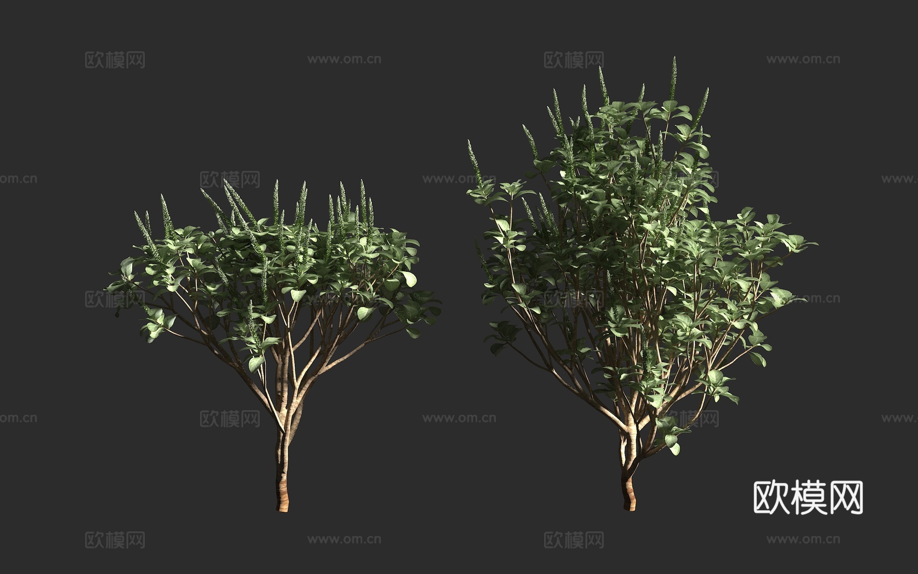 银叶牛膝 华丽牛膝 夏威夷银牛膝 苋科 牛膝属 夏威夷 夏威3d模型下载