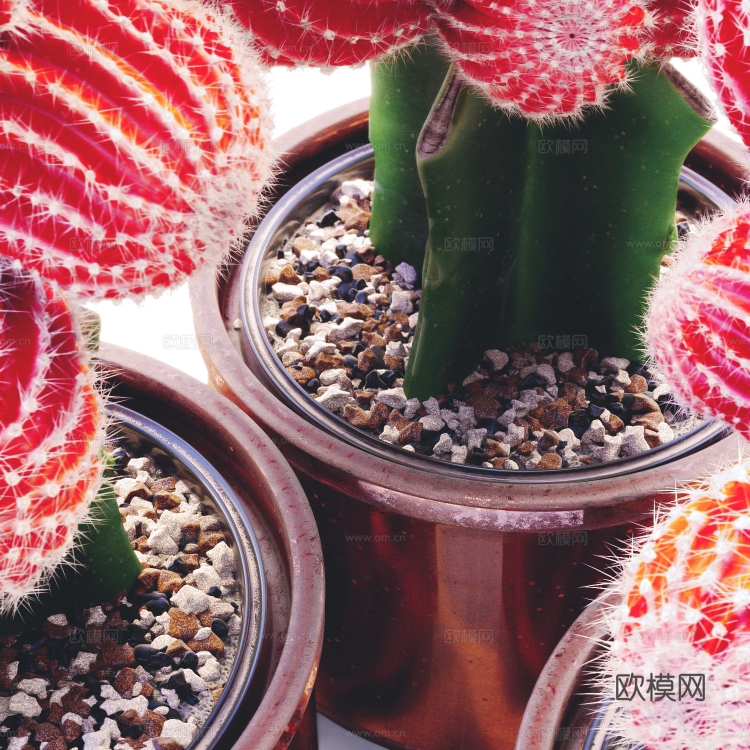 红色 仙人掌 植物 软装 精模3d模型