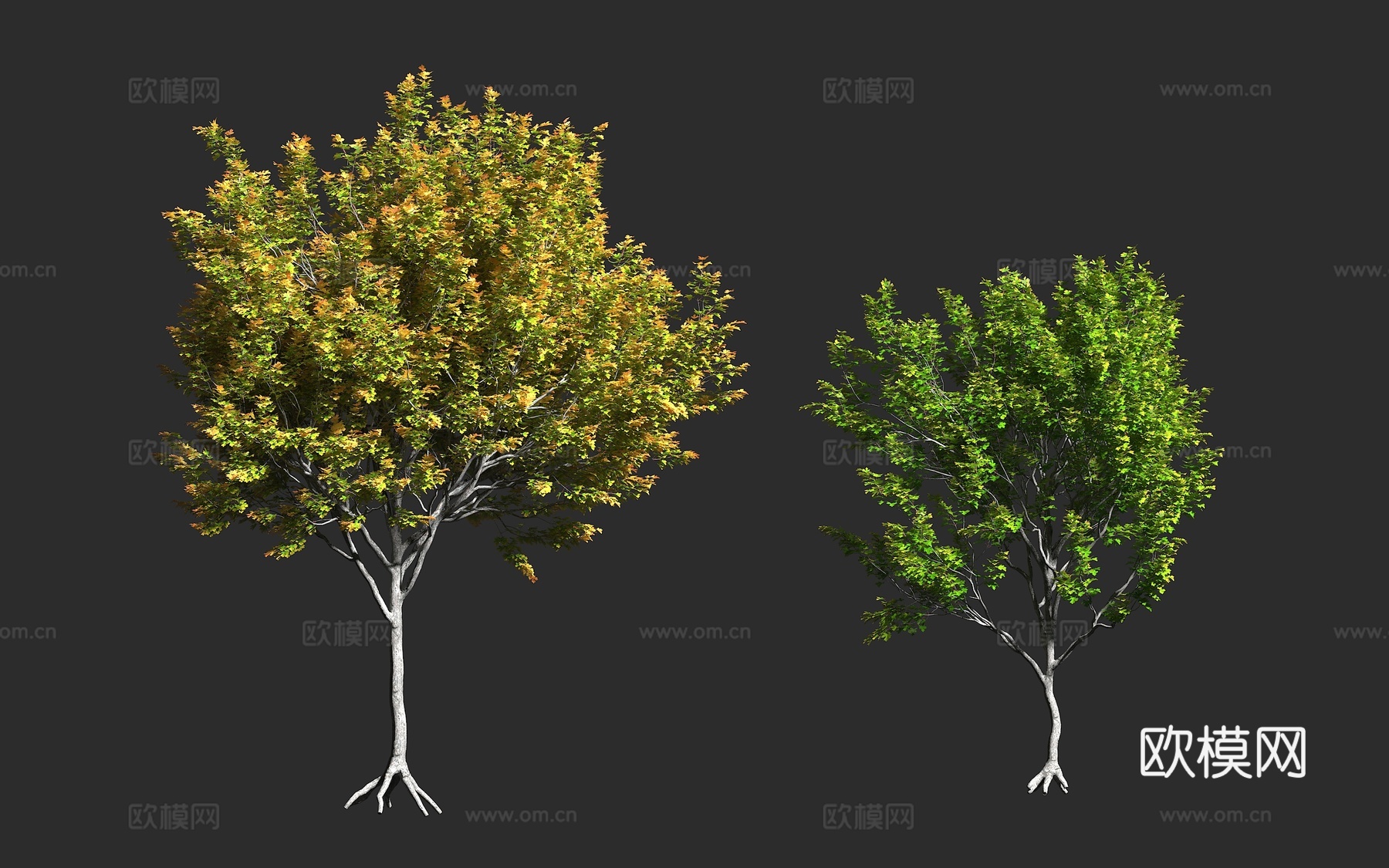 栓皮槭 欧洲野槭 田槭 英国槭树 无患子科 槭属 落叶乔木3d模型下载