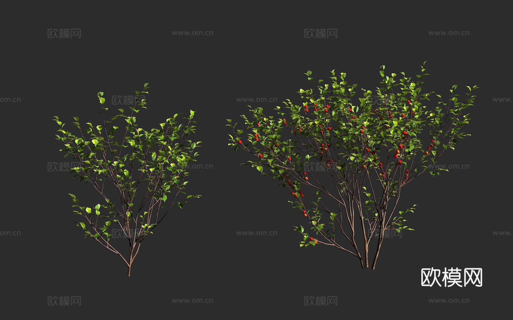 毛樱桃 山樱桃 绒毛樱桃 蔷薇科 李属 落叶灌木3d模型下载