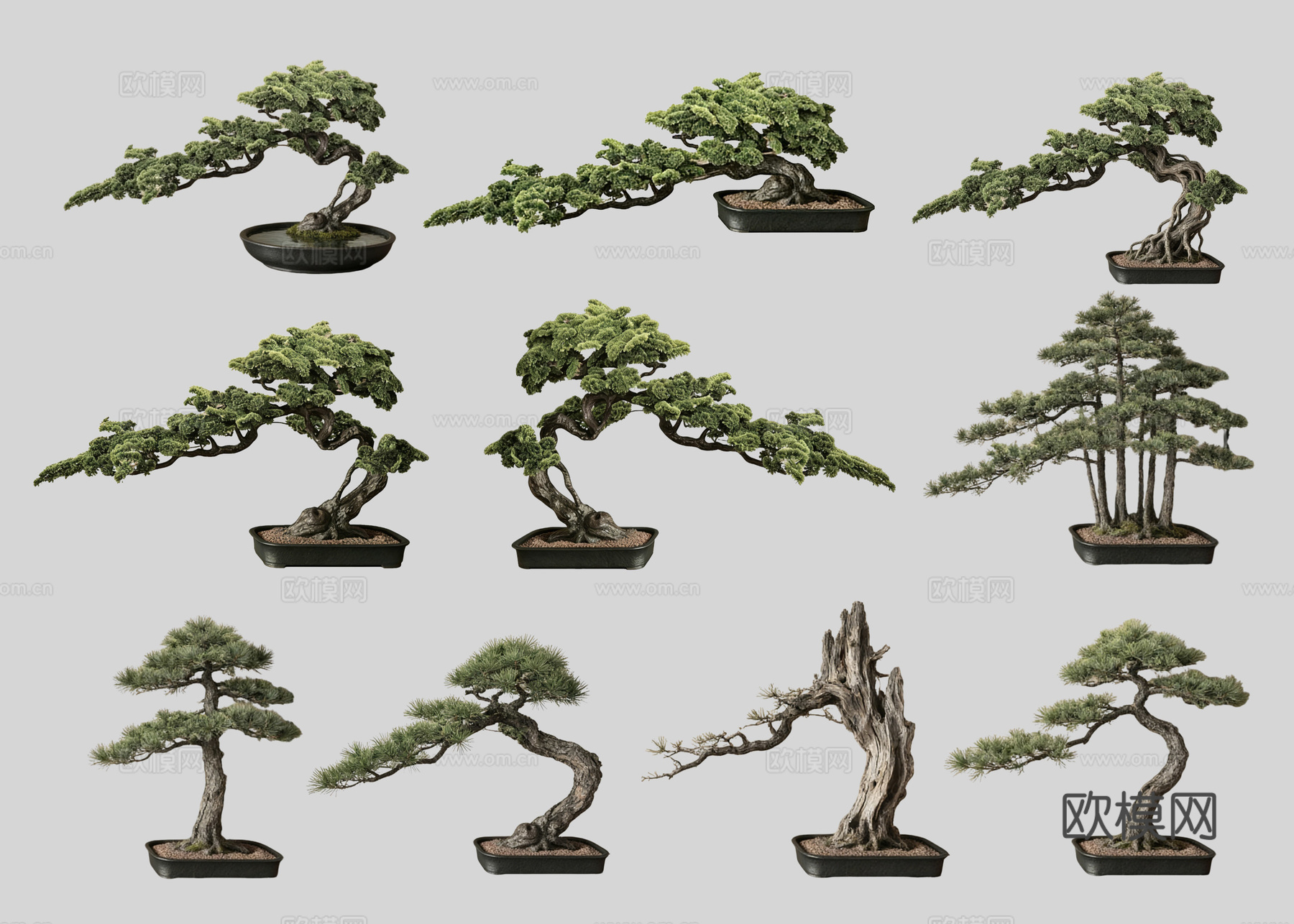 2D盆栽造型松 造型松 盆栽植物组合 盆景造型松su模型