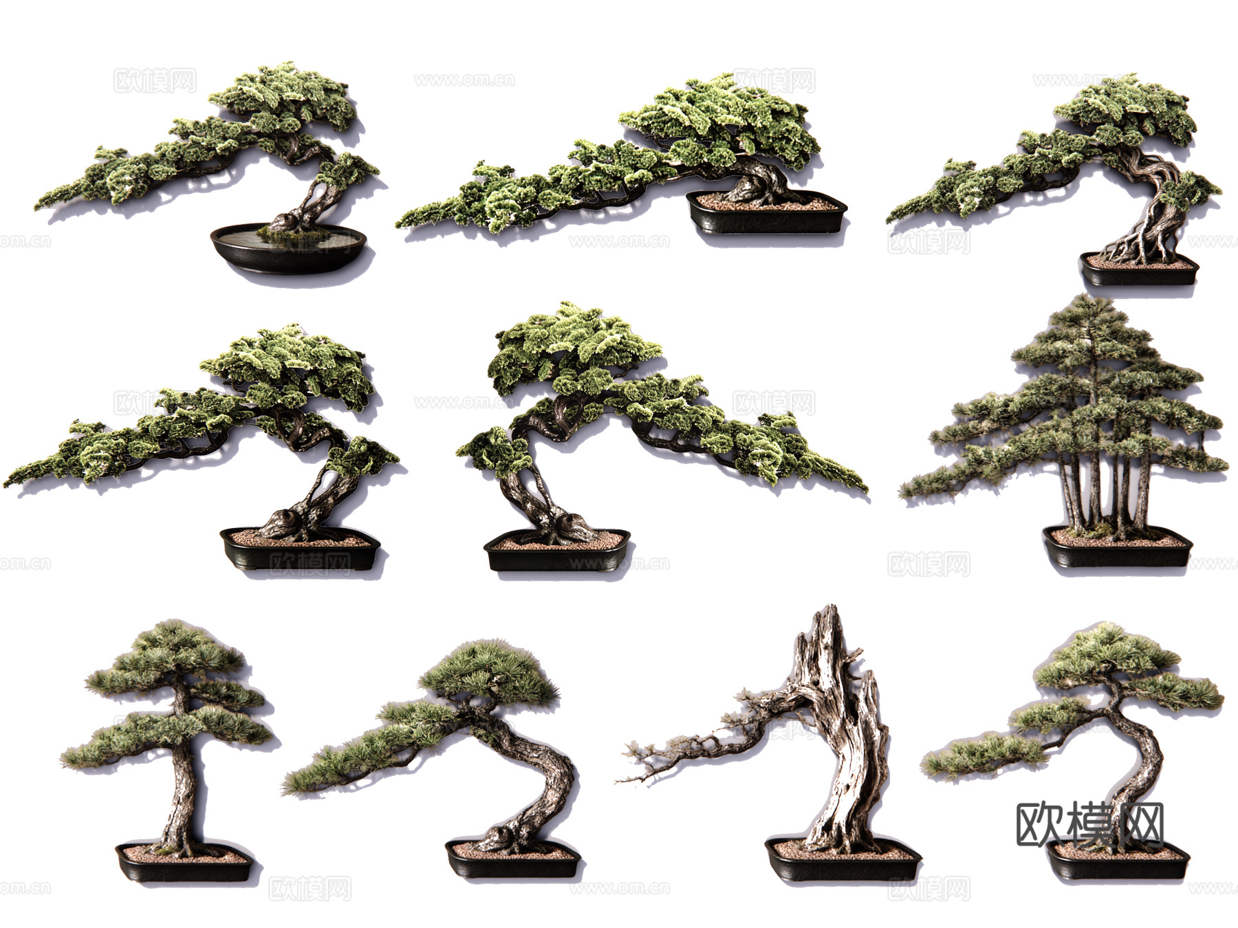 2D盆栽造型松 造型松 盆栽植物组合 盆景造型松su模型