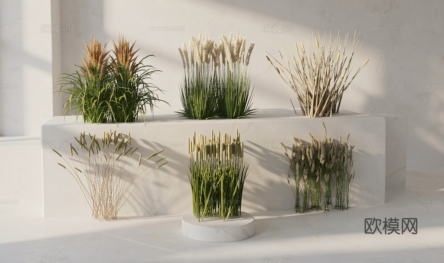 水稻小麦植物组合su模型