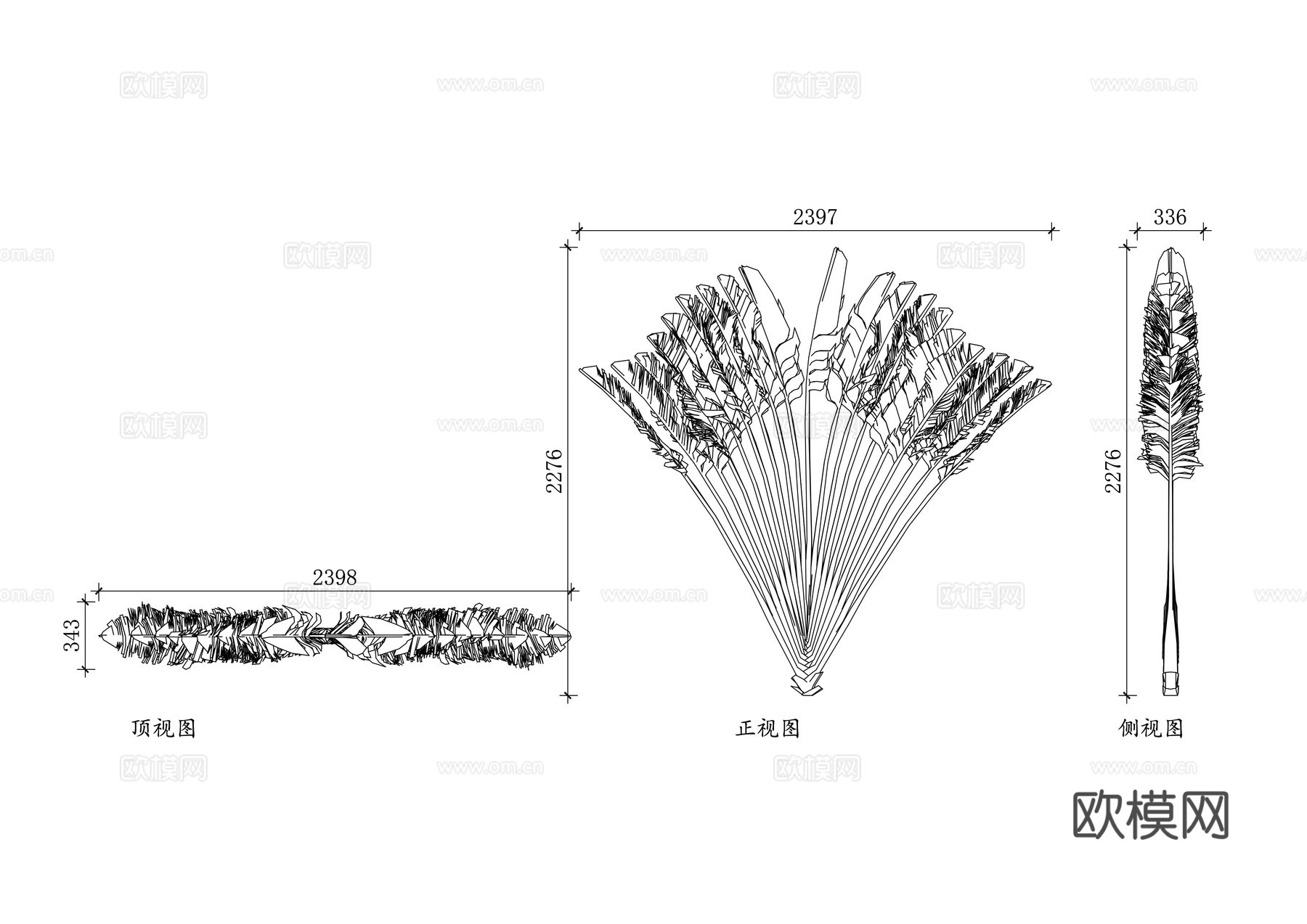 扇叶葵 葵树 蓬扇树 扇椰子 葵竹cad施工图