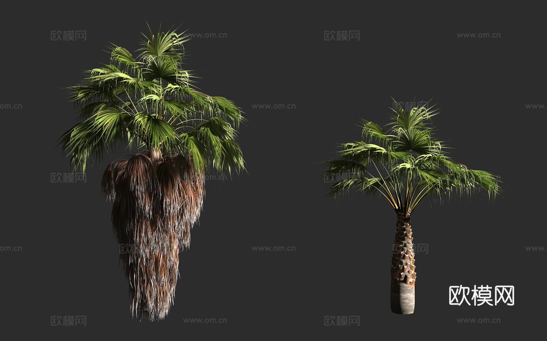 丝葵 老人葵 华盛顿葵 华棕 棕榈科 丝葵属 常绿乔木3d模型下载