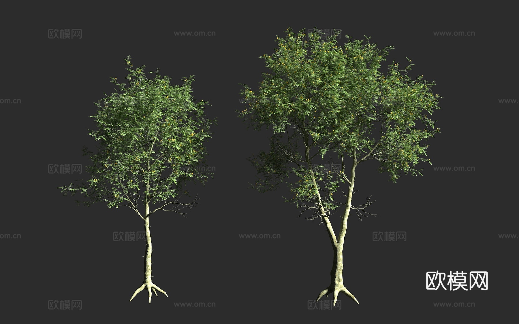 黄皮金合欢 发热树 疟疾树 硫磺皮树 金合欢属 豆科3d模型下载