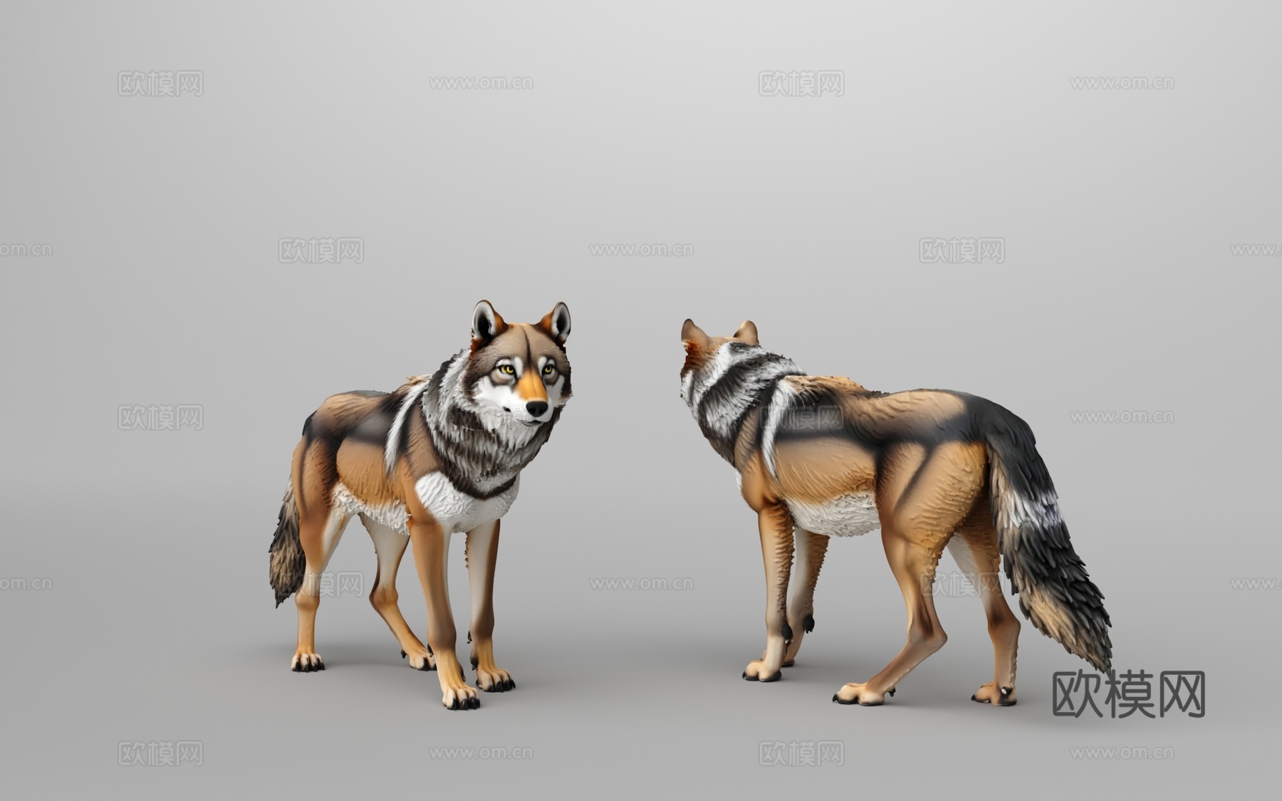 灰狼3d模型下载