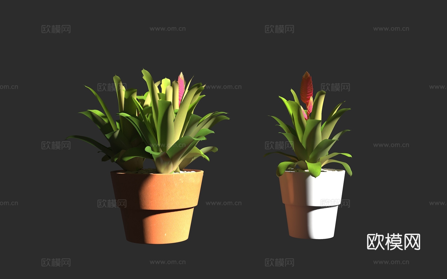 鹦哥丽穗凤梨 龙骨瓣丽穗凤梨  岐花鹦哥凤梨 凤梨科 丽穗凤3d模型下载