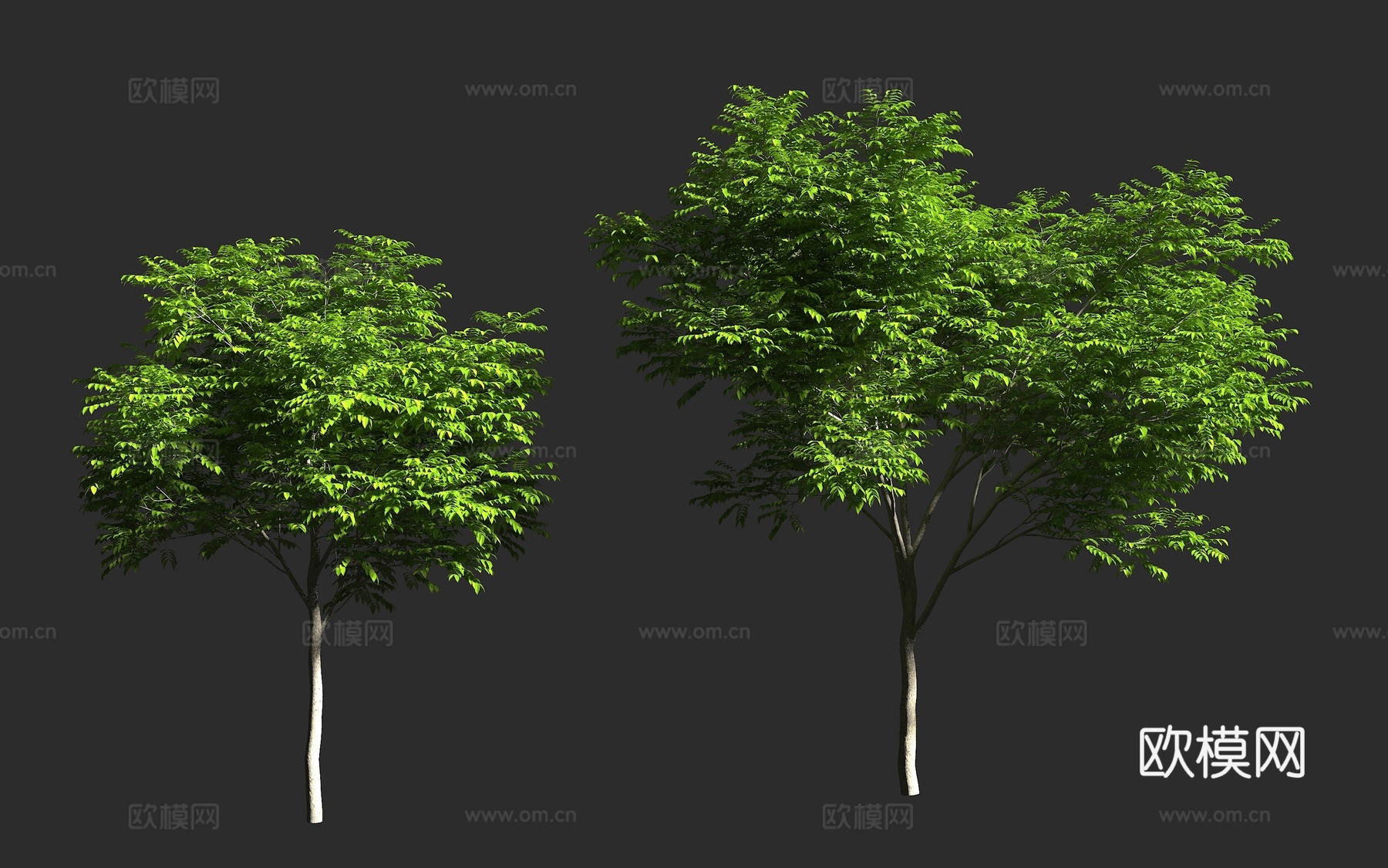 木荚豆 金车花梨 金车木 泰国红花梨 虎皮檀 豆科 含羞草亚3d模型下载