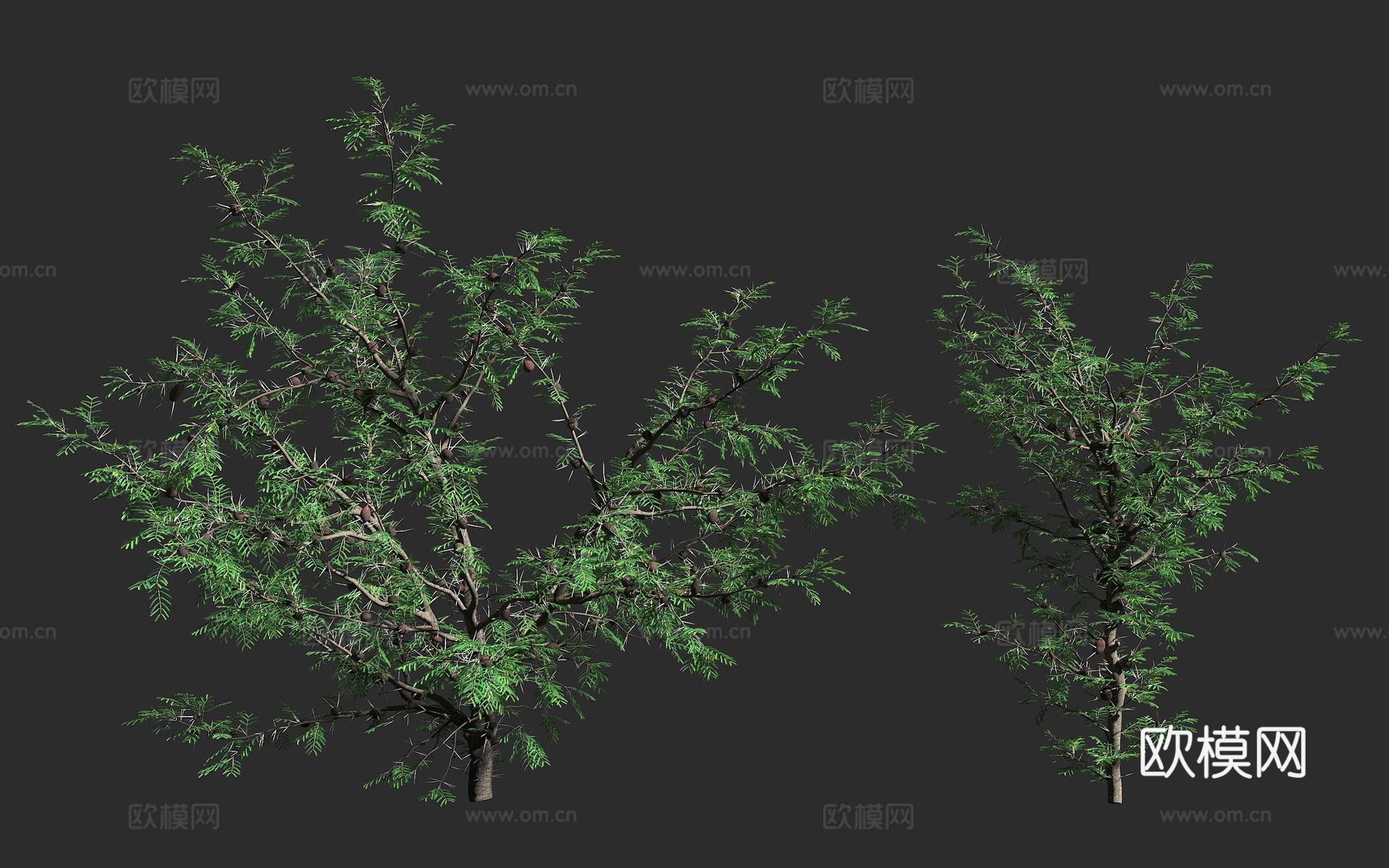 镰荚金合欢 哨刺金合欢 哨子树 口哨刺 蚁栖植物 东非稀树草3d模型下载