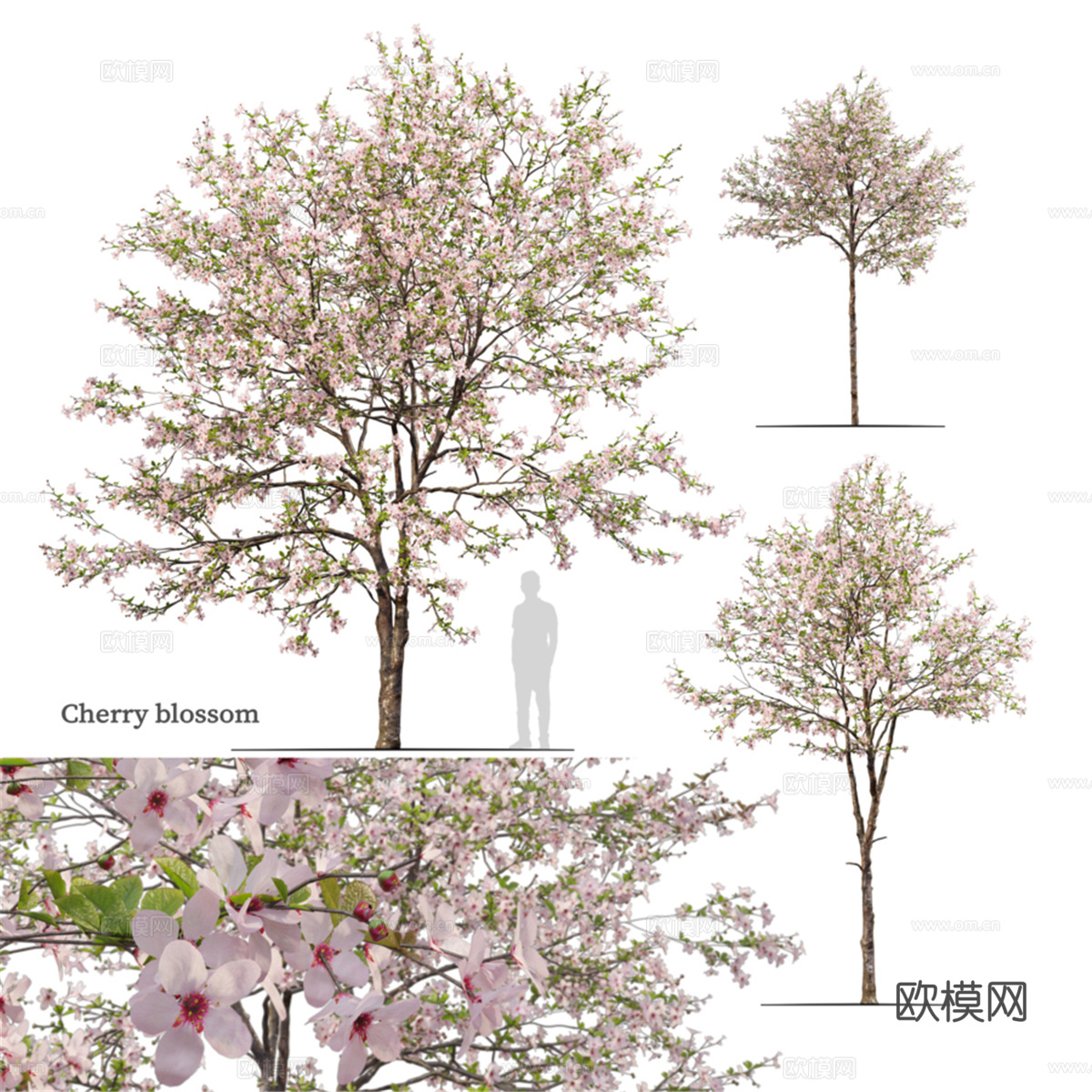 樱花 023d模型下载