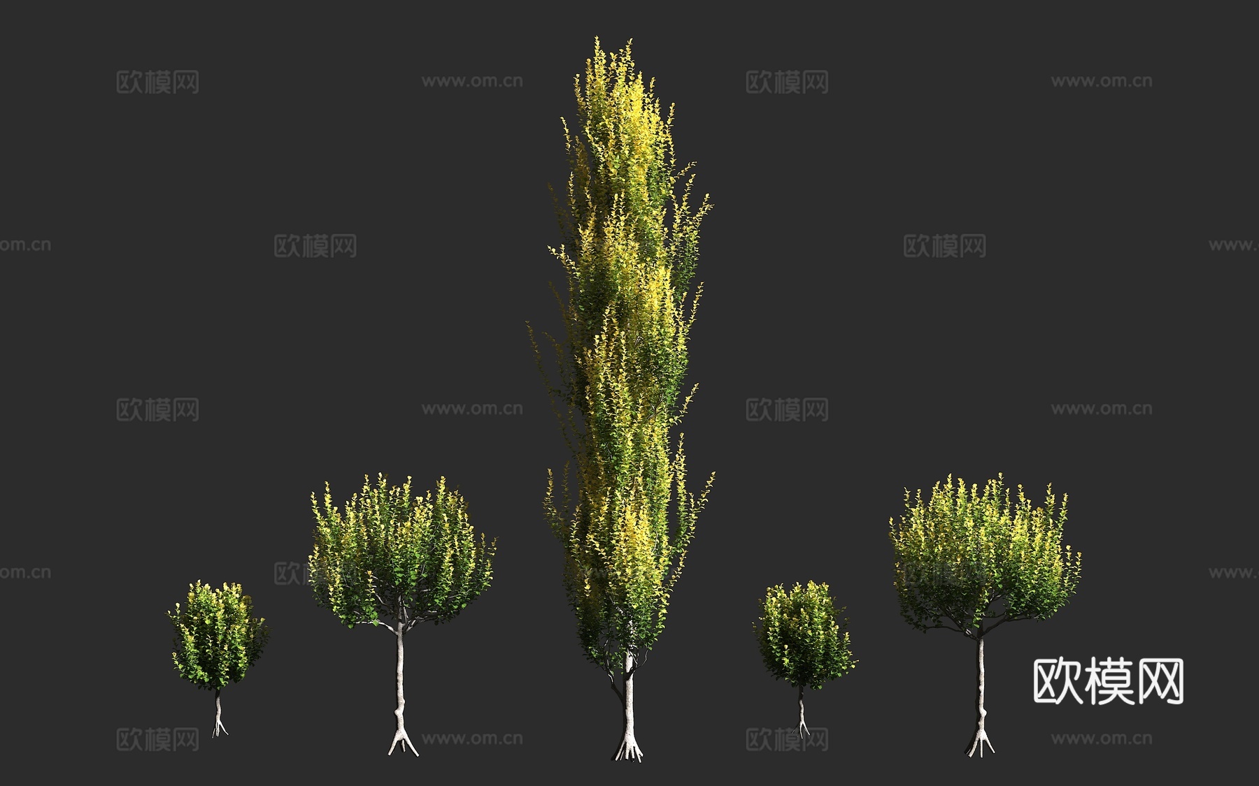 荷兰榆 荷兰杂交榆 榆科 榆属 落叶大乔木 自然杂交种3d模型下载