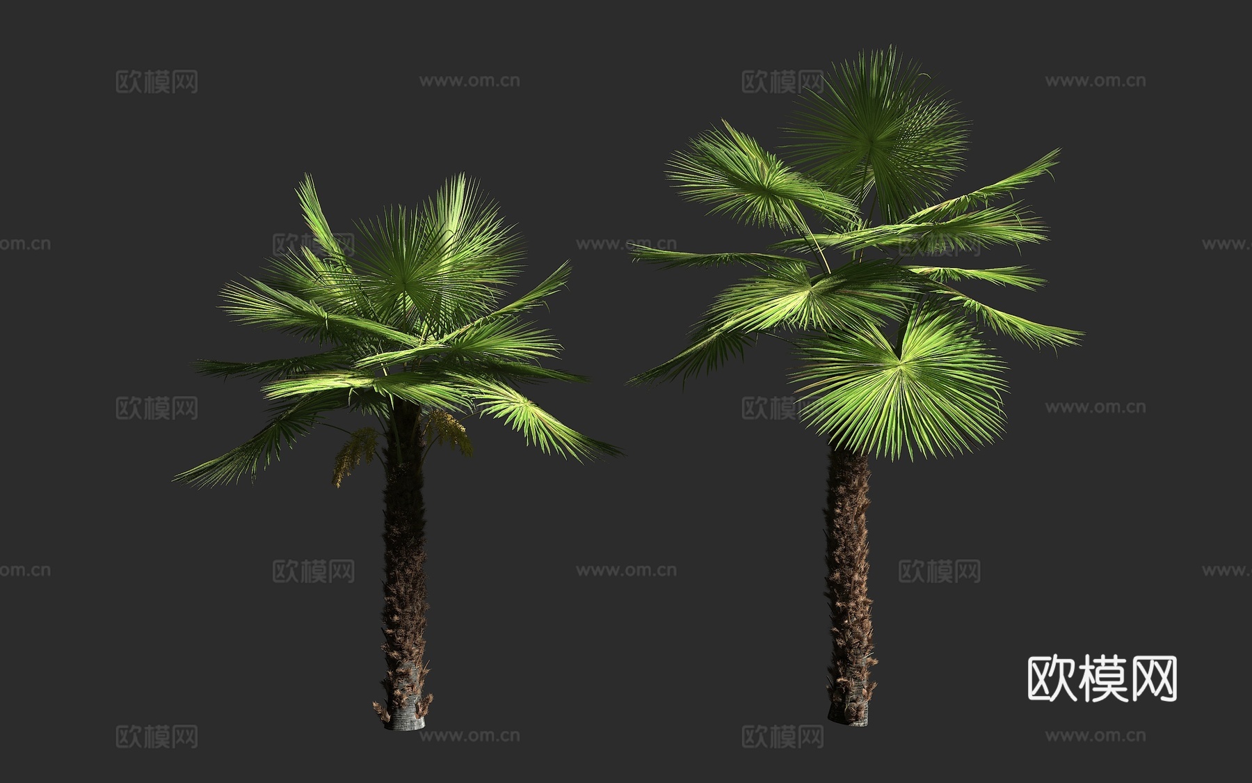 奈尼塔尔风车棕榈 印度喜马拉雅风车棕 库蒙棕 棕榈科 蒲葵属3d模型下载
