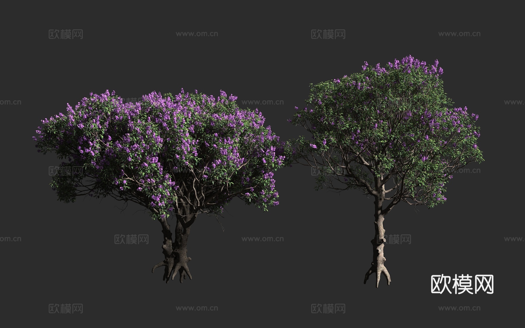 大花蒂牡花 紫花野牡丹 巴西荣耀树 野牡丹科 蒂牡花属 常绿3d模型下载