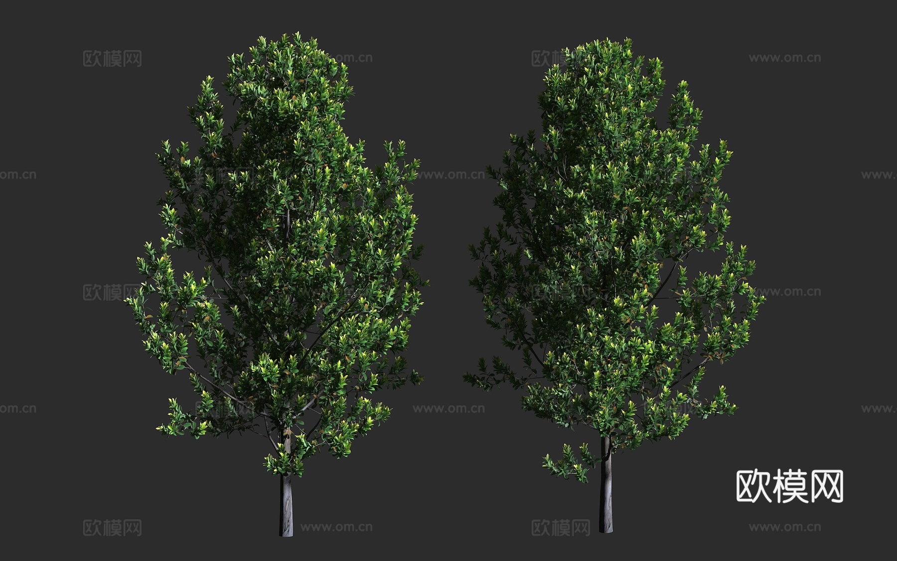 水胶木 桂叶水胶木 澳洲水胶树 桃金娘科 水胶木属 常绿乔木3d模型下载