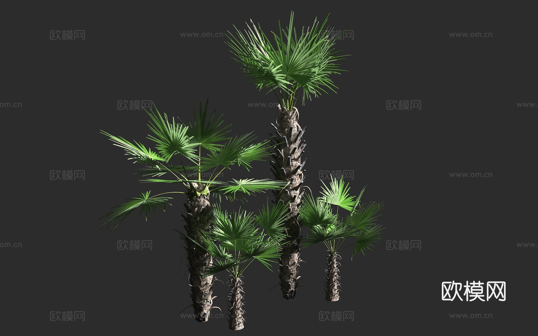 风车棕榈 棕榈 棕树 山棕 棕榈科 棕榈属 常绿单干型棕榈3d模型下载