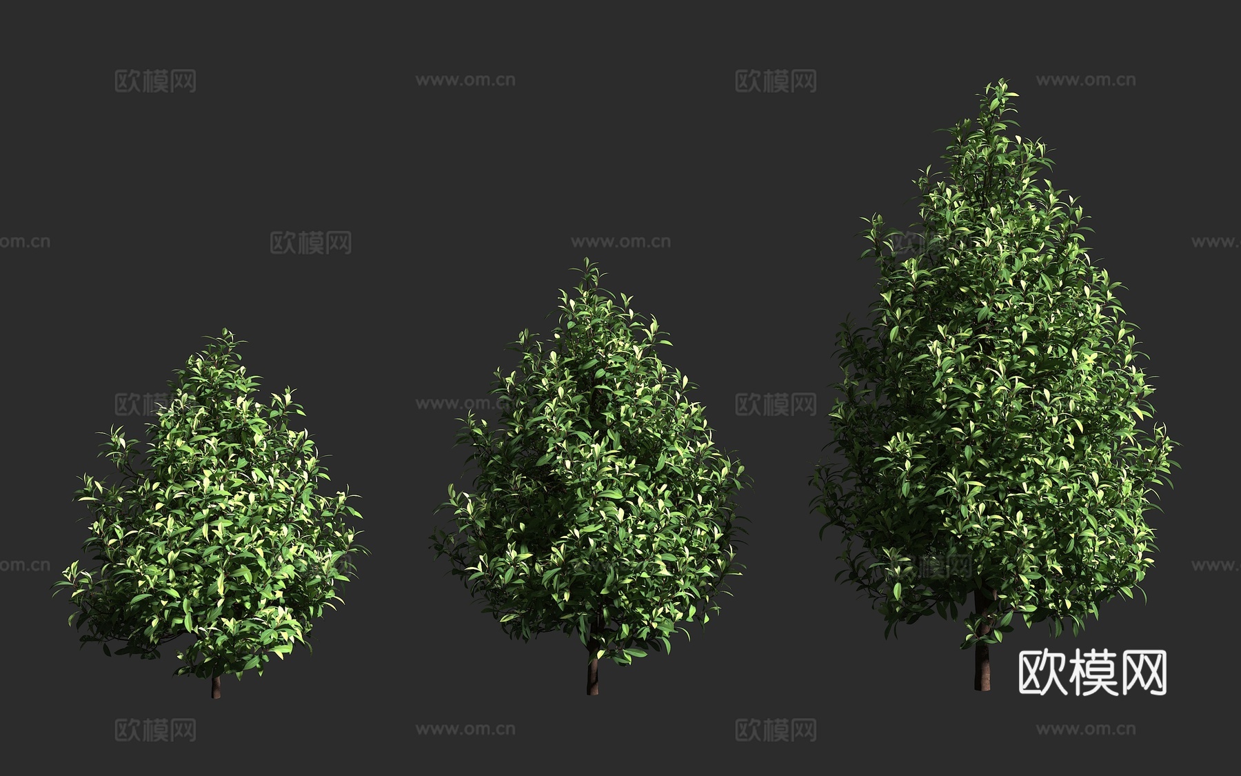 阔叶胡椒木 紫林仙 澳大利亚 濒危植物 林仙科 林仙属 原始3d模型下载