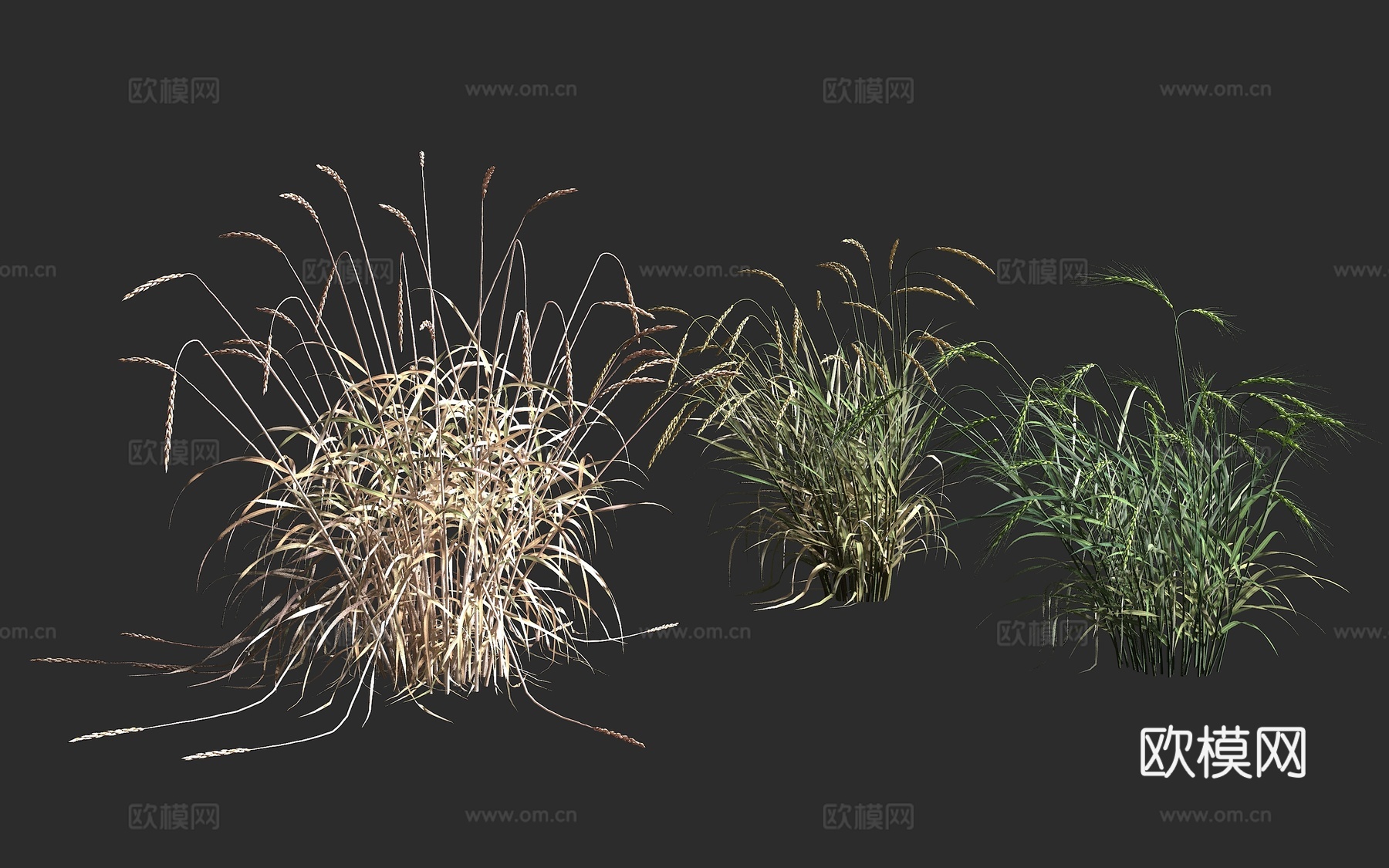 斯佩耳特小麦 斯佩尔特小麦 禾本科 小麦属 一年生草本谷物3d模型下载