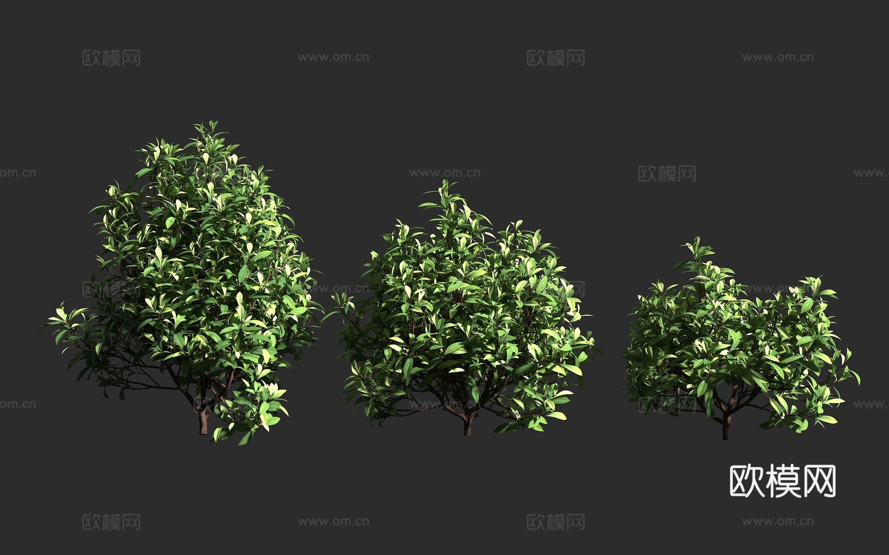 阔叶胡椒木 紫林仙 澳大利亚 濒危植物 林仙科 林仙属 原始3d模型下载