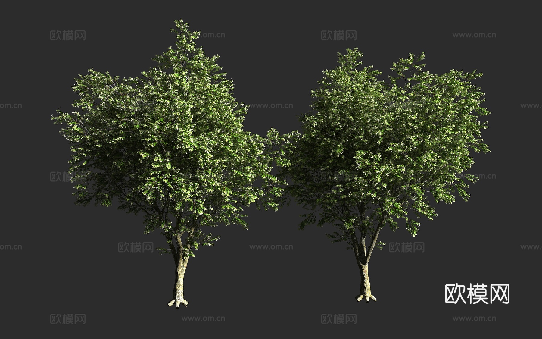 皇椴 凯撒椴 浅叶欧洲椴 锦葵科 椴树属 小叶椴 大叶椴 杂3d模型下载
