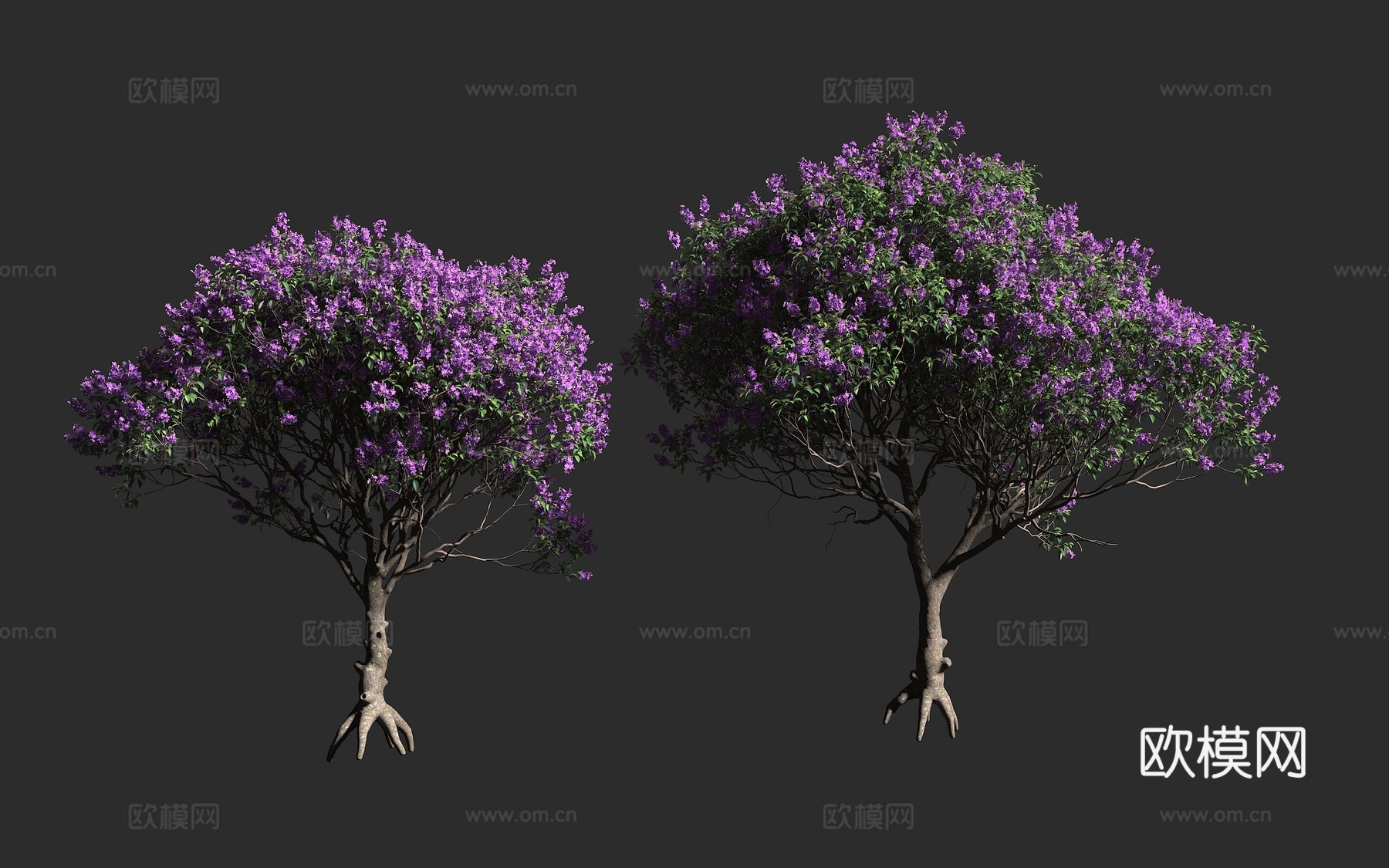 大花蒂牡花 紫花野牡丹 巴西荣耀树 野牡丹科 蒂牡花属 常绿3d模型下载