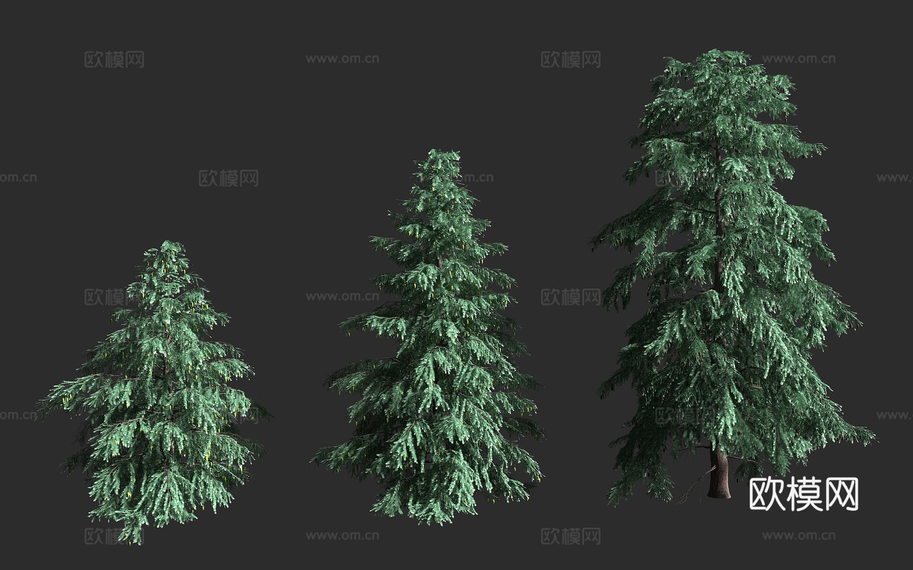 加拿大铁杉 东部铁杉 松科 铁杉属 常绿针叶大乔木 北美东部3d模型下载