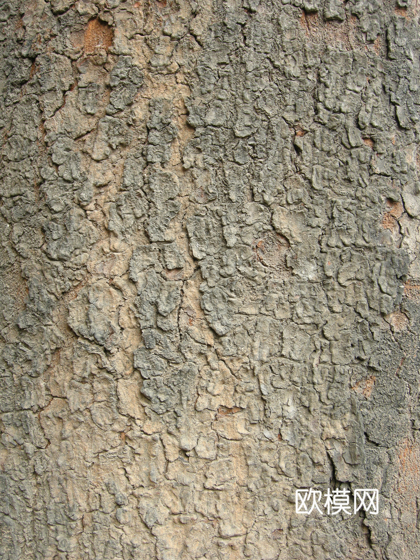 树皮下载（渲染图2）