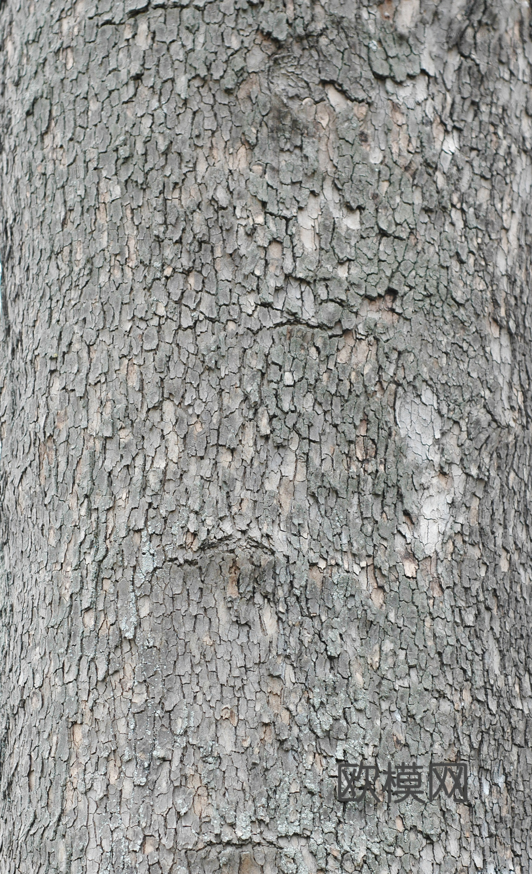树皮下载（渲染图1）
