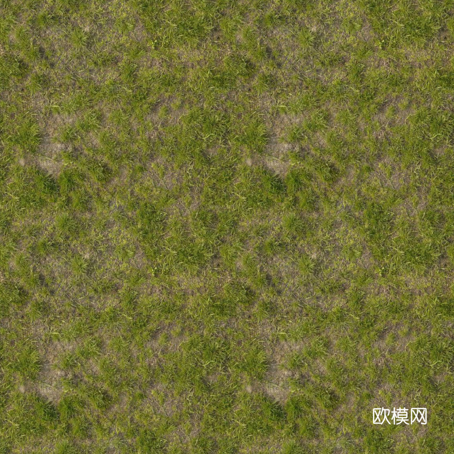 无缝自然草地草皮草坪