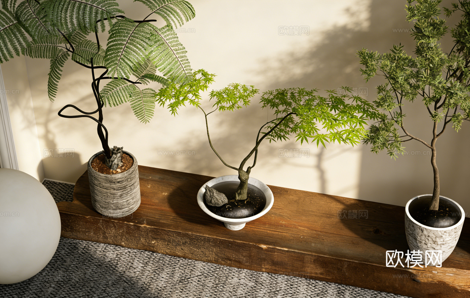 大型琴叶榕盆栽 仿真绿植 长方形实木纹理展示台 陈列台拍摄台su模型