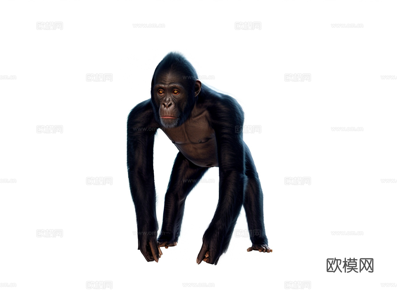 黑猩猩su模型下载（渲染图1）