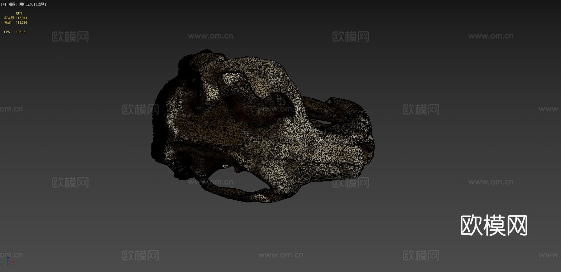 巨型河狸头骨su模型