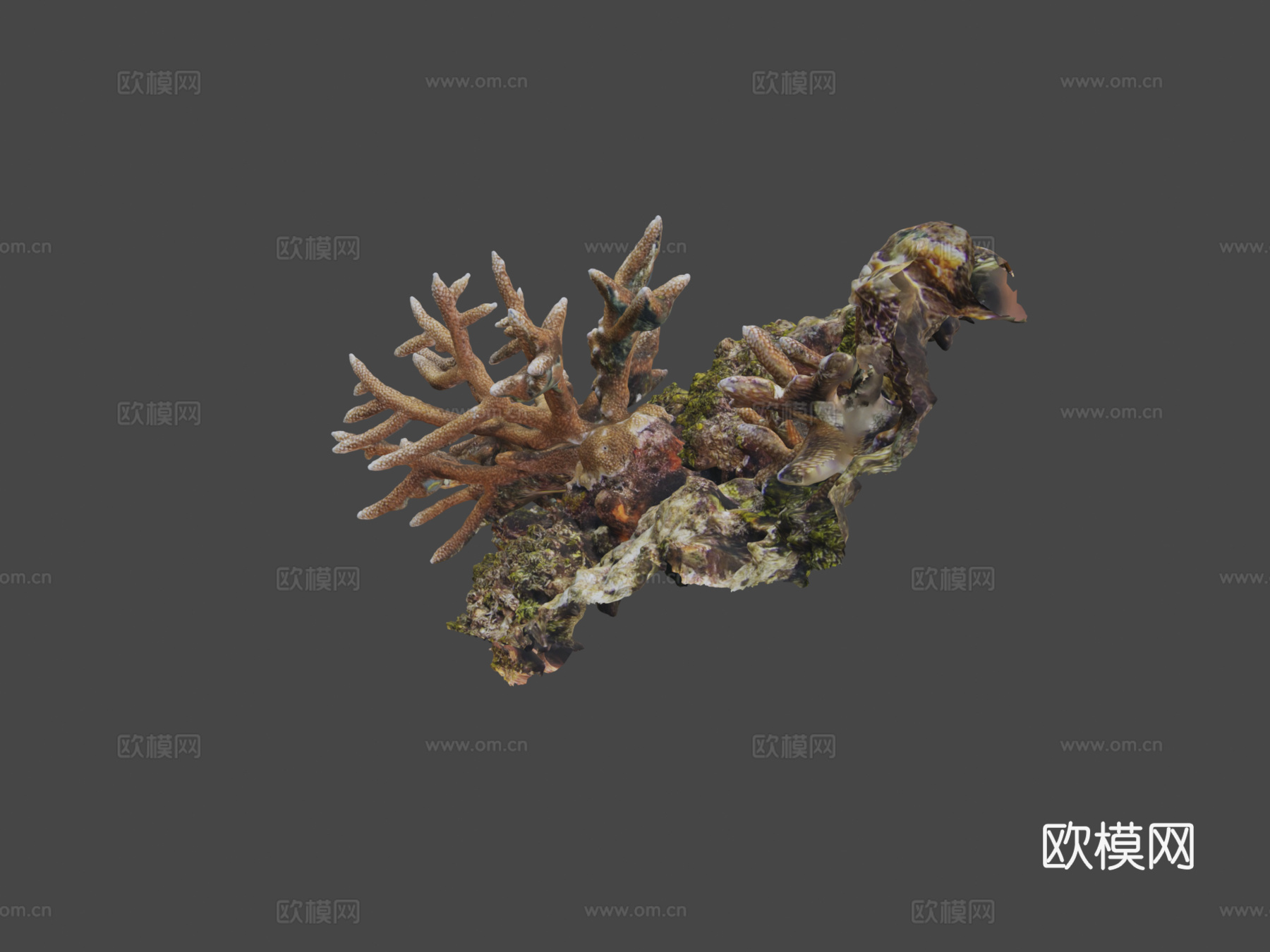 鹿角珊瑚鹿角珊瑚属su模型