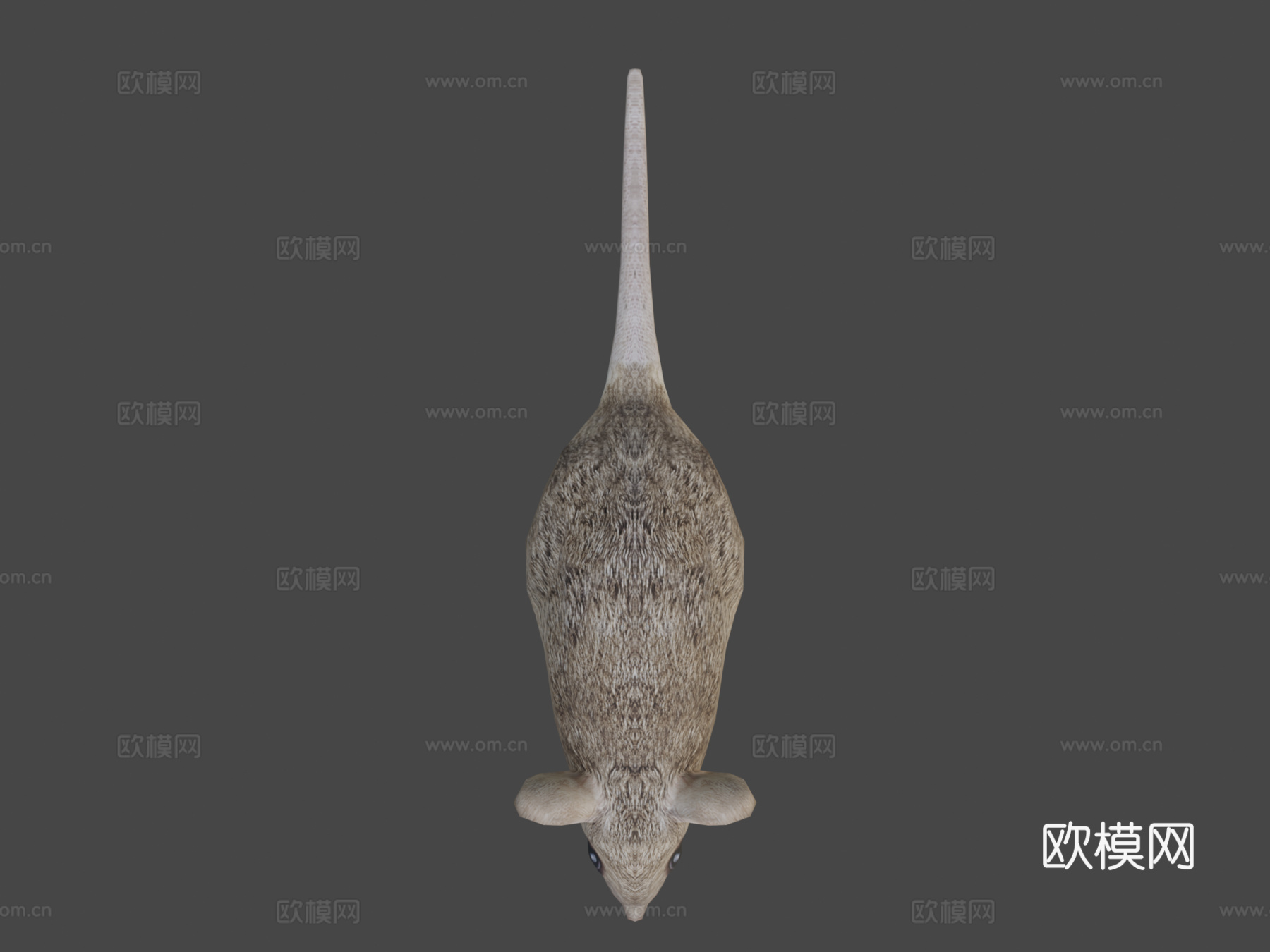 RT鸟类与小动物老鼠su模型