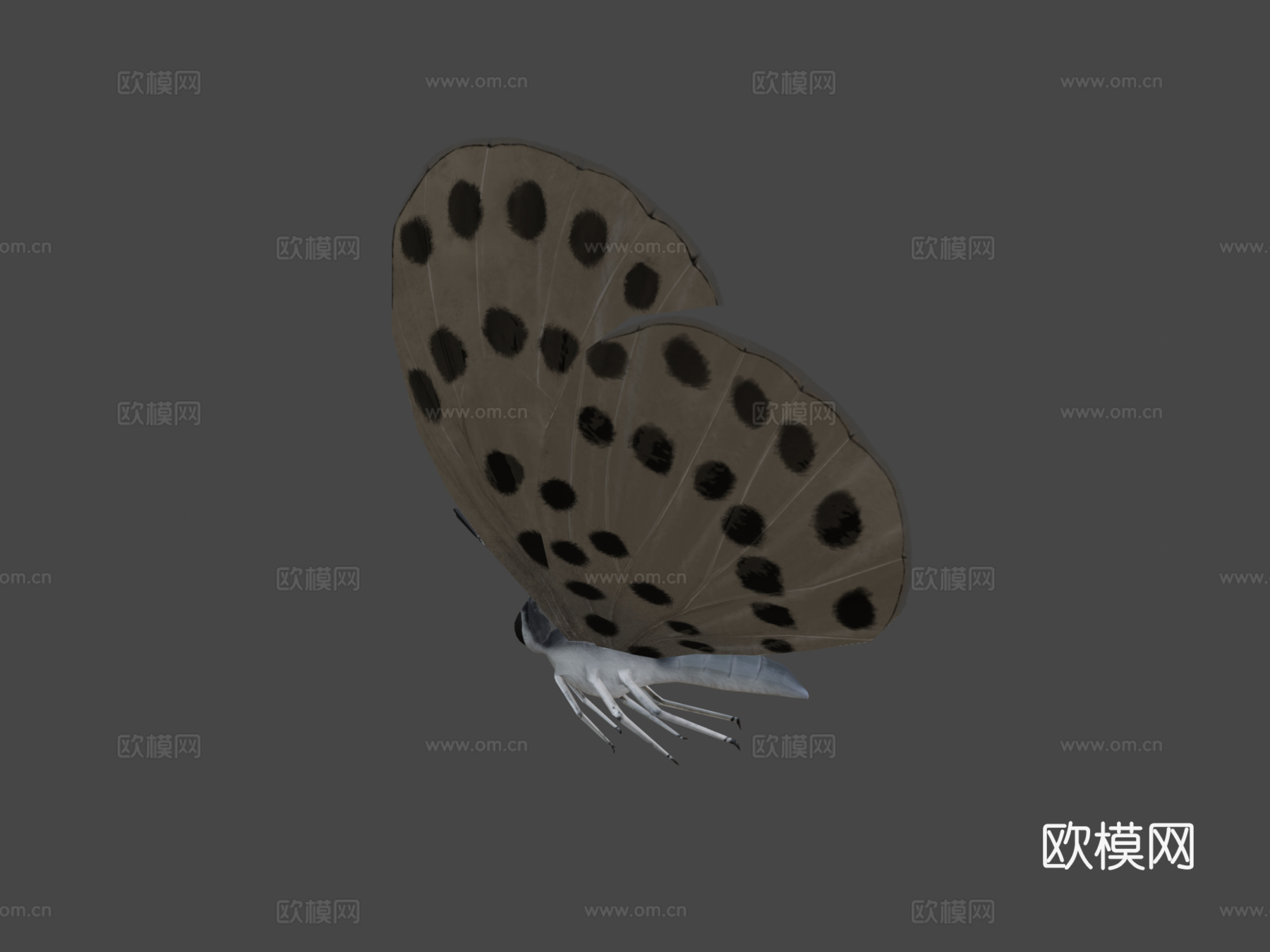 大虎斑蝶绑定su模型