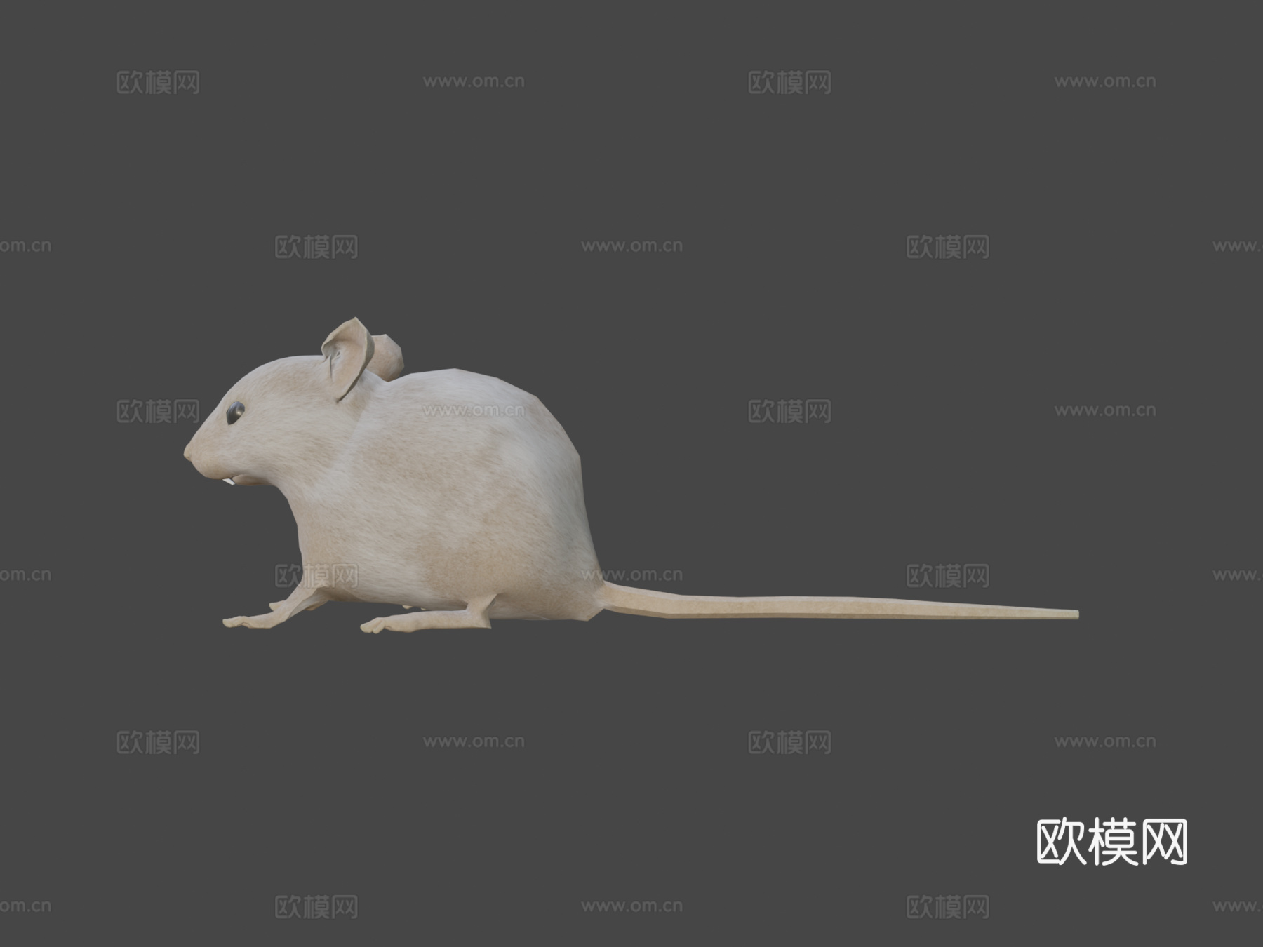 老鼠XGEN毛发系统多色写实风格su模型