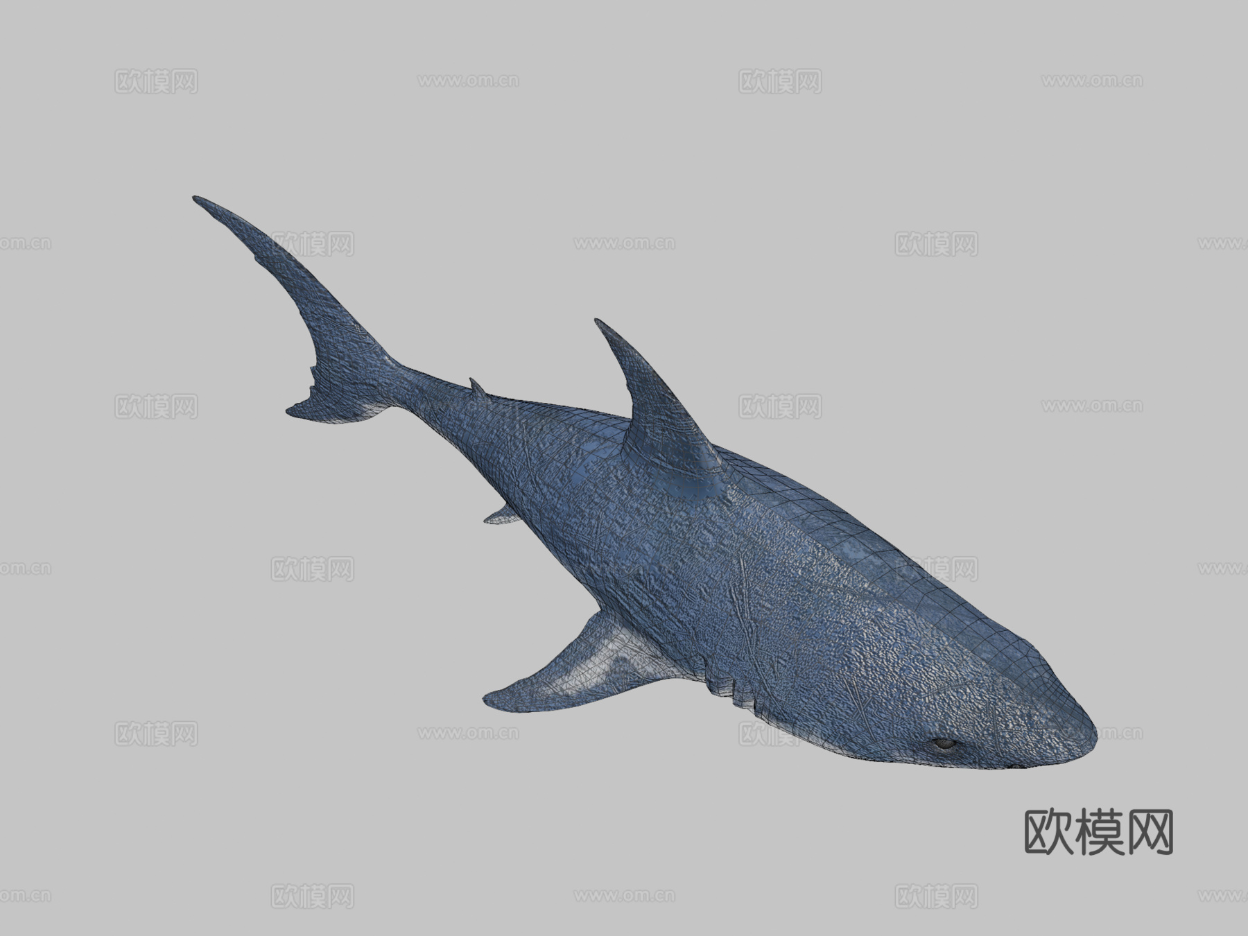真实鲨鱼su模型