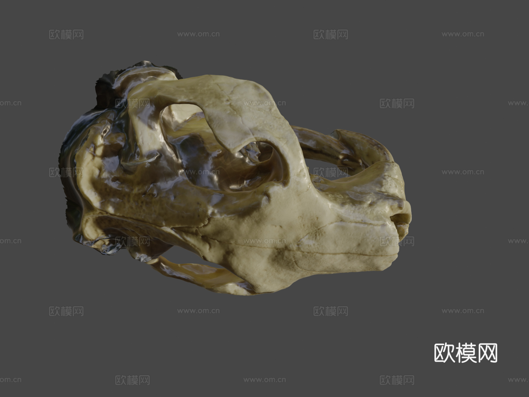 巨型河狸头骨su模型