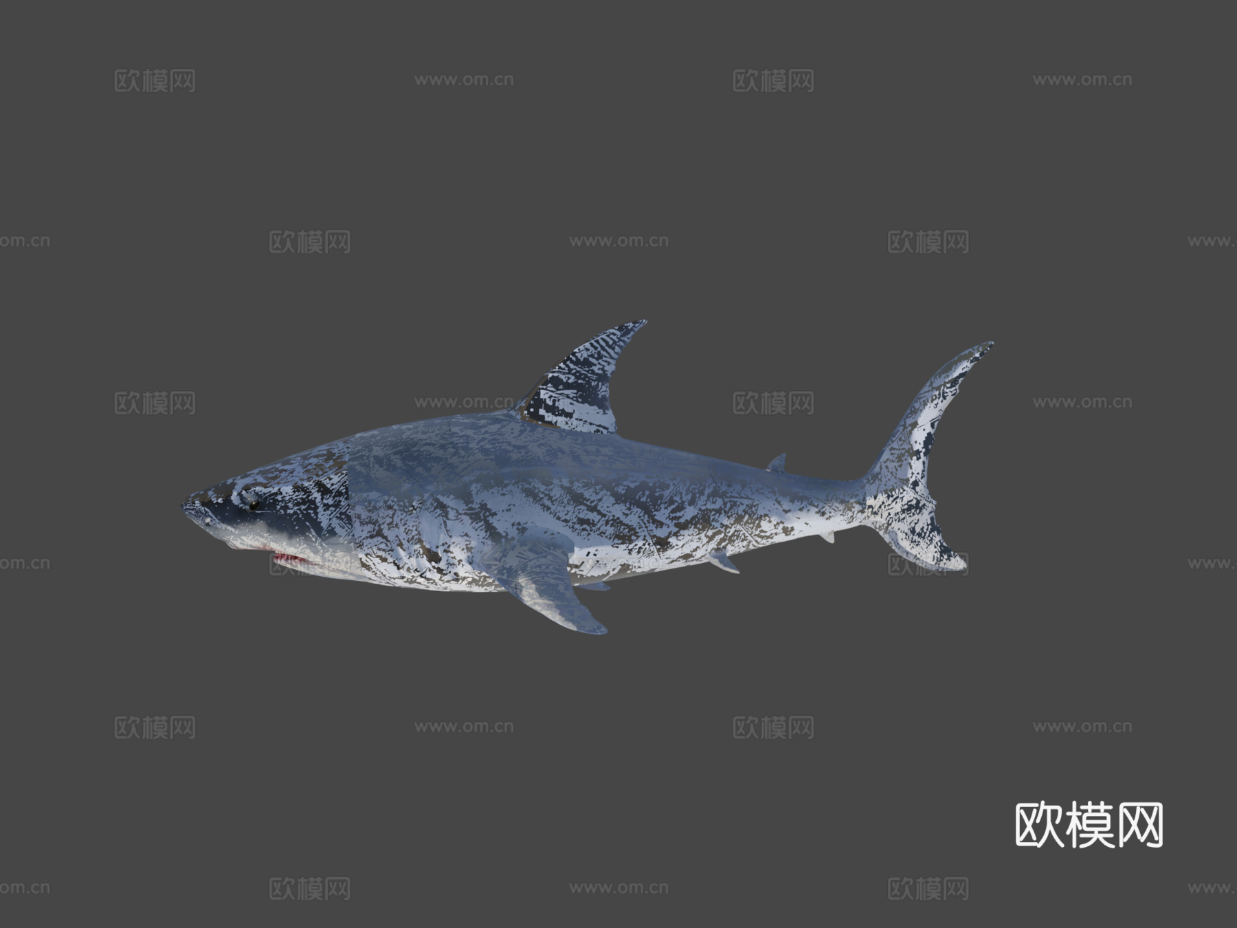 真实鲨鱼su模型