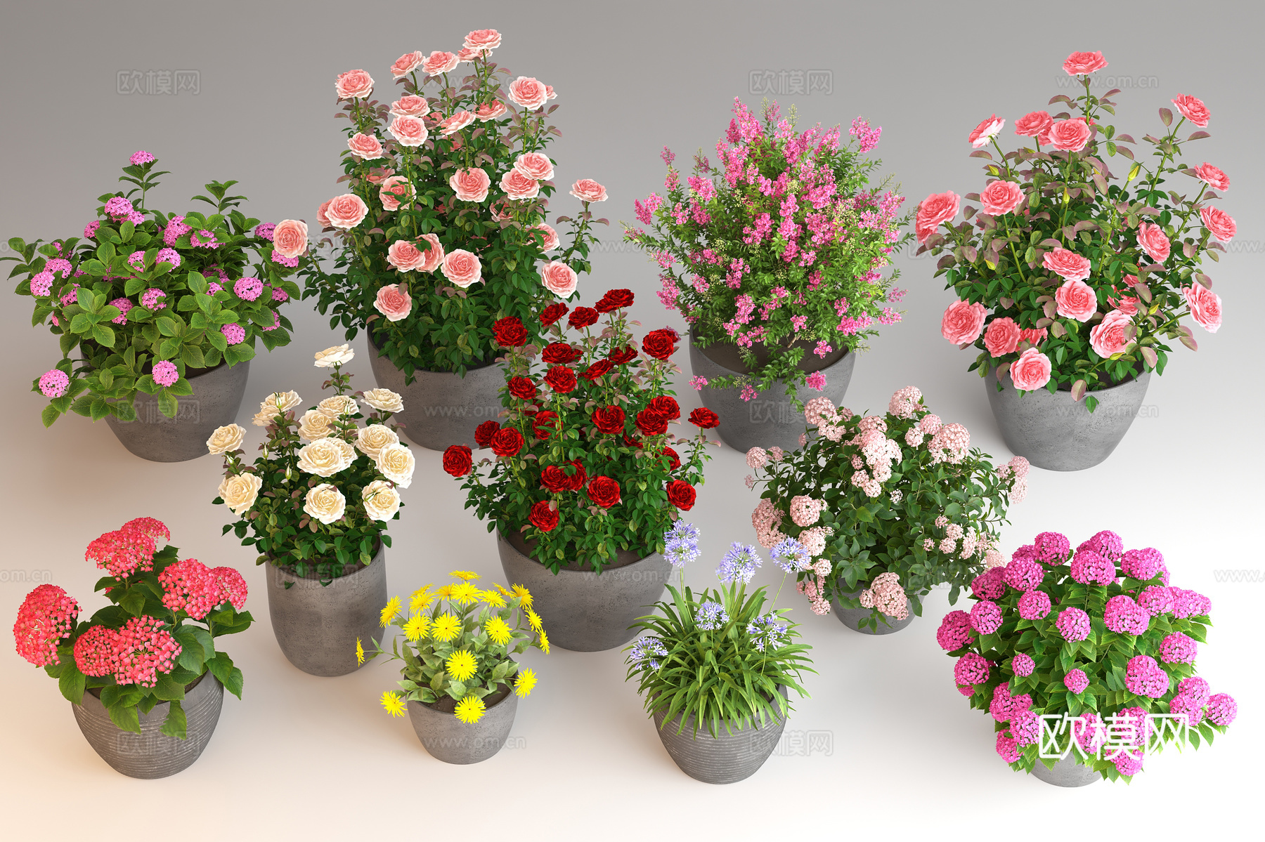 盆栽 月季花绣球花 花卉花草 花境 植物绿植 阳台绿植su模型