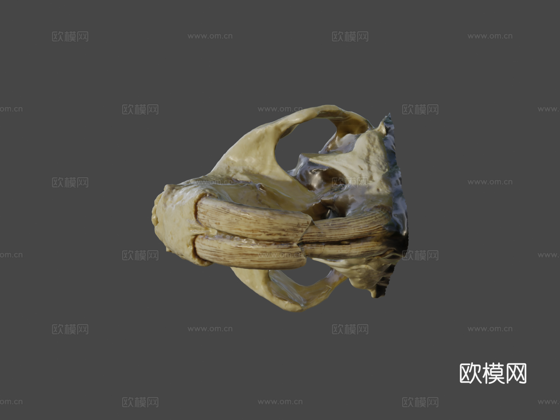 巨型河狸头骨su模型