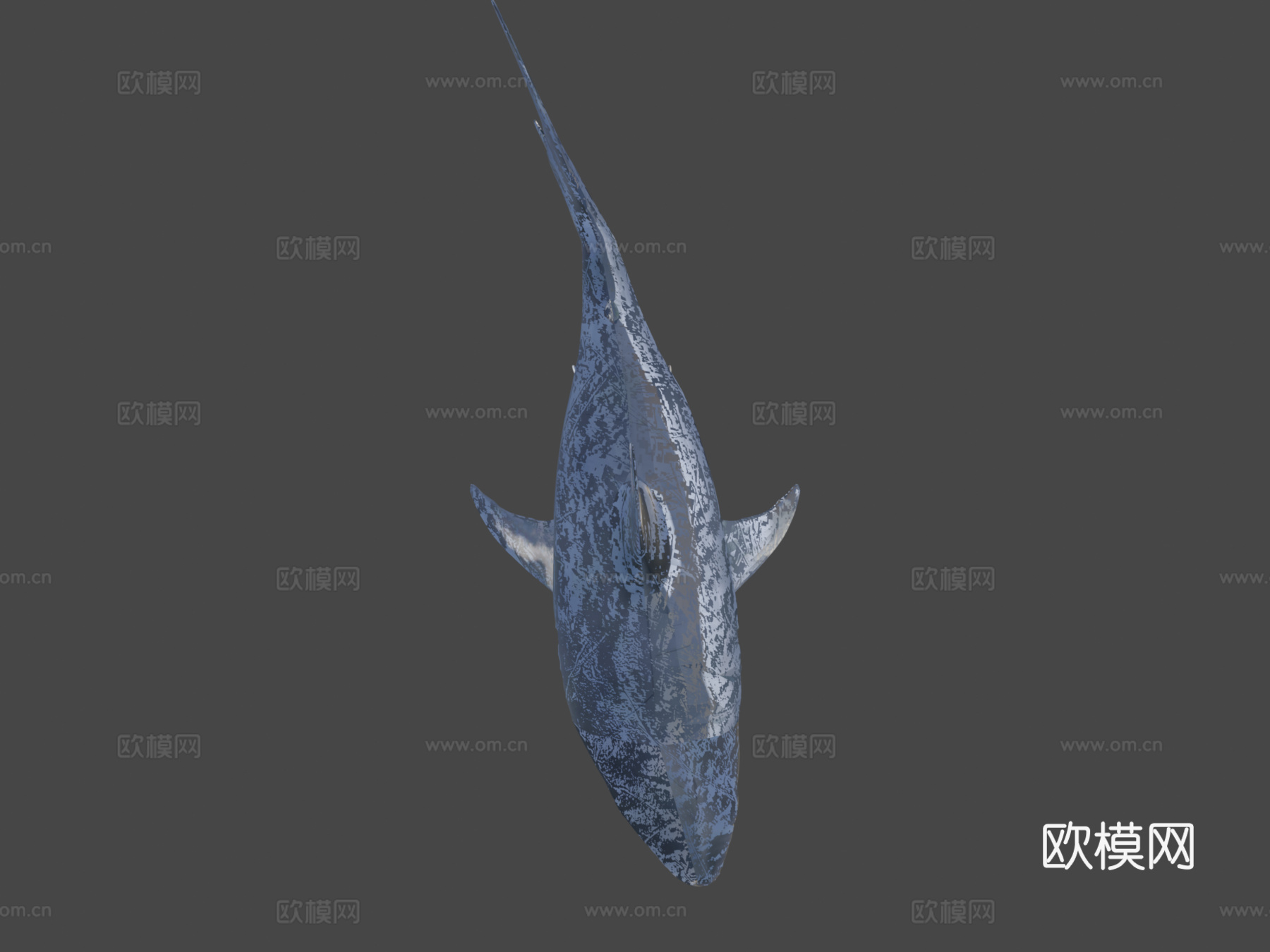 真实鲨鱼su模型
