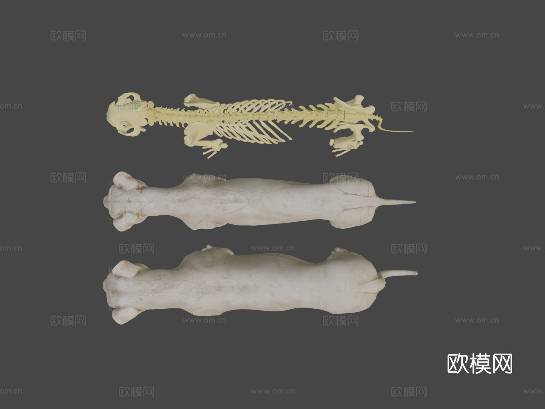 狮子骨骼解剖su模型